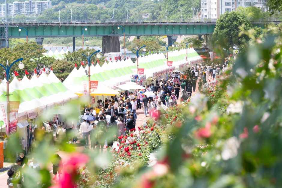 삼척 장미축제 5