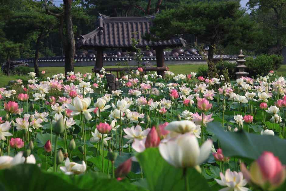 セミウォン（洗美苑）蓮華文化祭 5