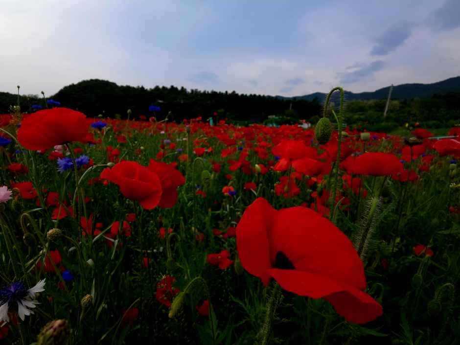 원주용수골꽃양귀비축제 8