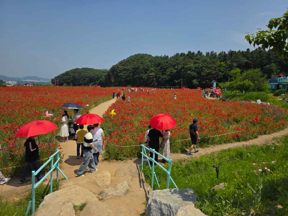 원주용수골꽃양귀비축제 7