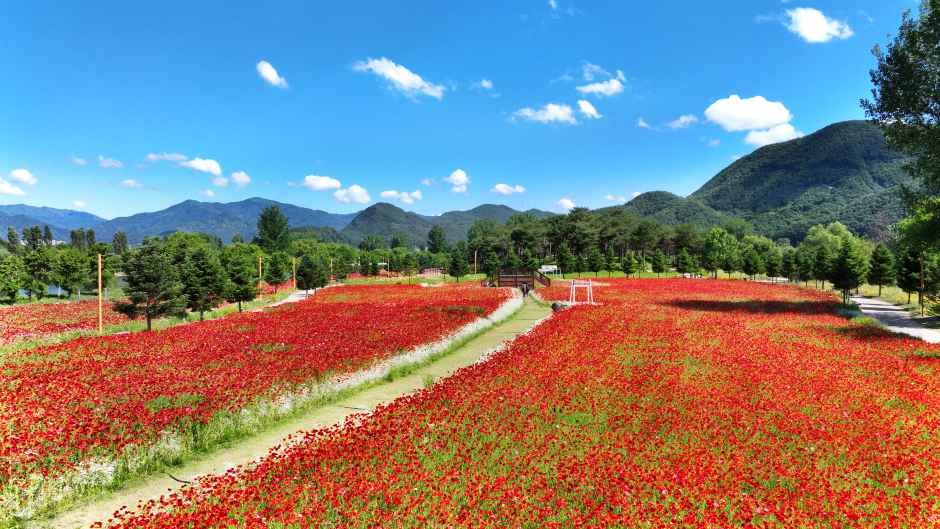 Colorful Garden 자라섬 꽃 페스타 5