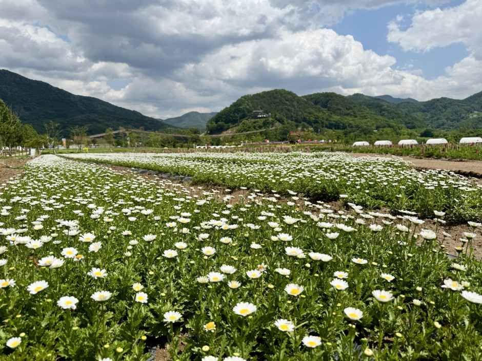 포천 한탄강 가든페스타 15