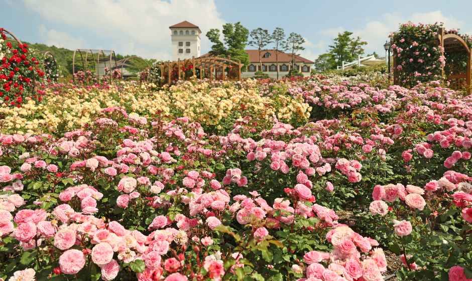 任实N玫瑰节 5