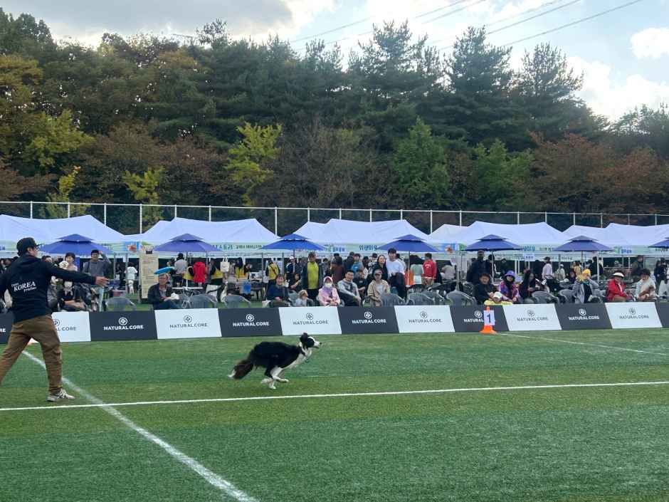 伴侣犬趣味运动节 3